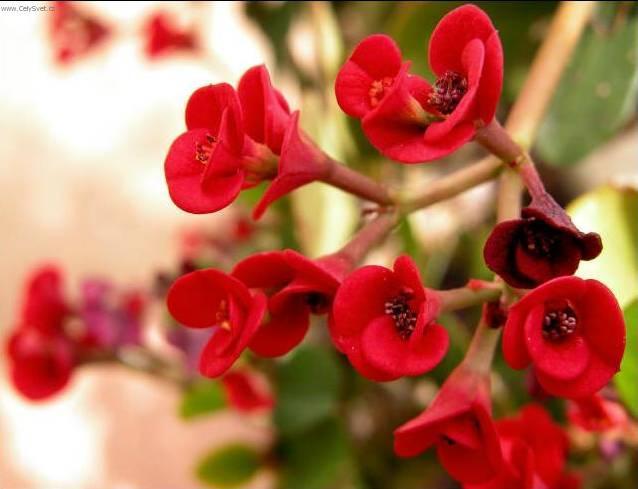 Fotky: Pry�ec n�dhern�, v�no�n� hv�zda, poinsetie (foto, obrazky)