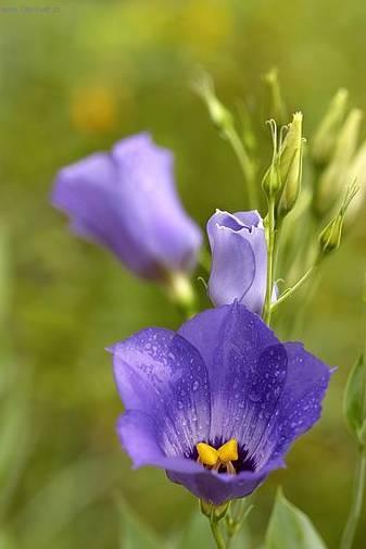 Foto: Eustoma, j�cnovka