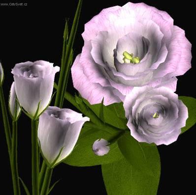Foto: Eustoma, j�cnovka
