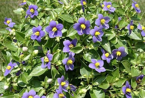 Foto: Exakum, ho�kolist