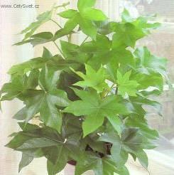 Foto: Fatshedera, Prodarvec b�e�anov�