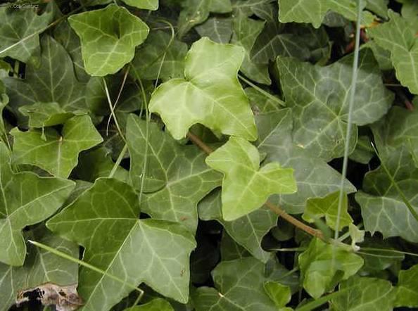 Foto: Fatshedera, Prodarvec b�e�anov�