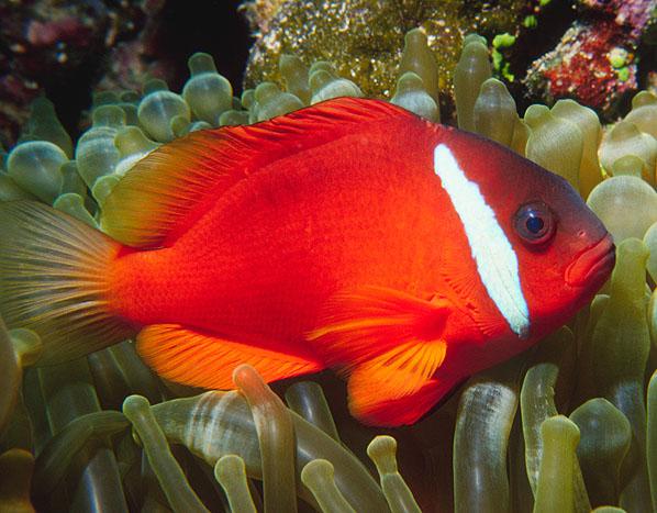 Foto: Fid�i-Clownfish