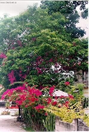 Foto: Filip�ny-Kvetouc� strom