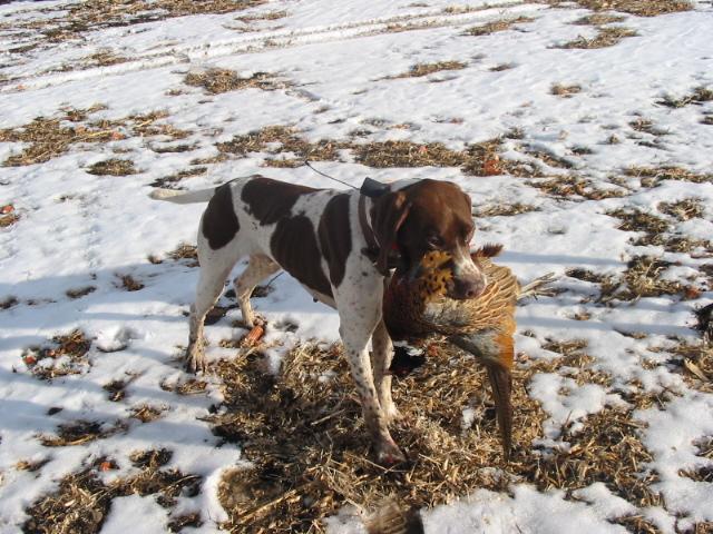 Fotky: Francouzsk� oha� kr�tkosrst�, pyrenejsk�ho typu (foto, obrazky)