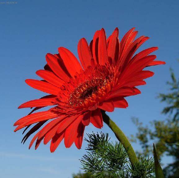Fotky: Gerbera (foto, obrazky)