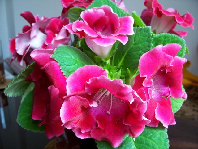 Fotky: Glox�nie (foto, obrazky)