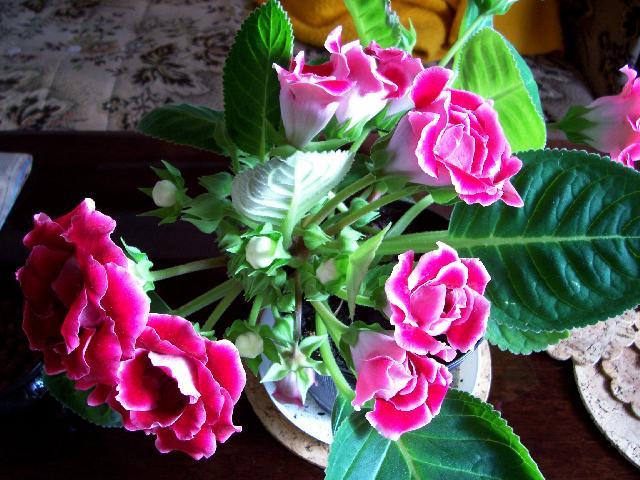 Fotky: Glox�nie (foto, obrazky)