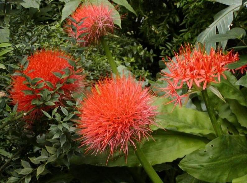 Fotky: Hemantus, krvokv�t, slon� ucho (foto, obrazky)