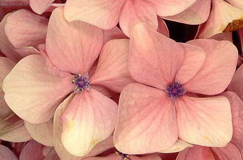 Foto: Hortenzie velkolist�