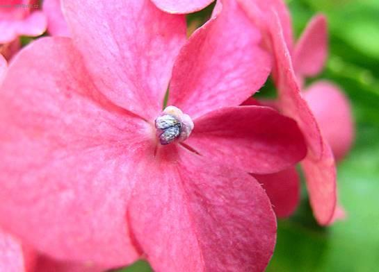 Foto: Hortenzie velkolist�