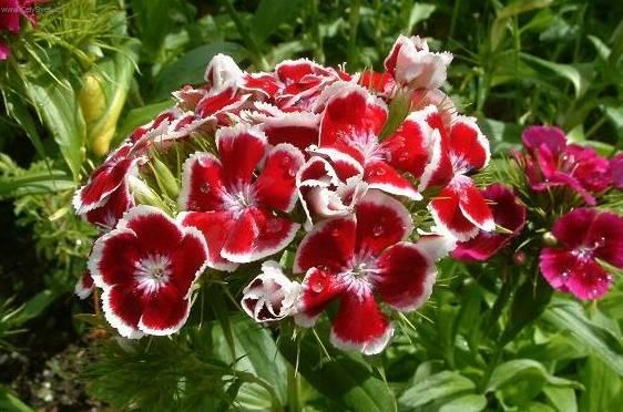 Foto: Hvozdik bradat�