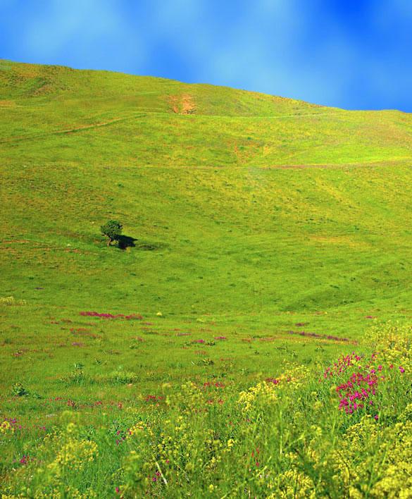 Foto: �r�n-Qazvin