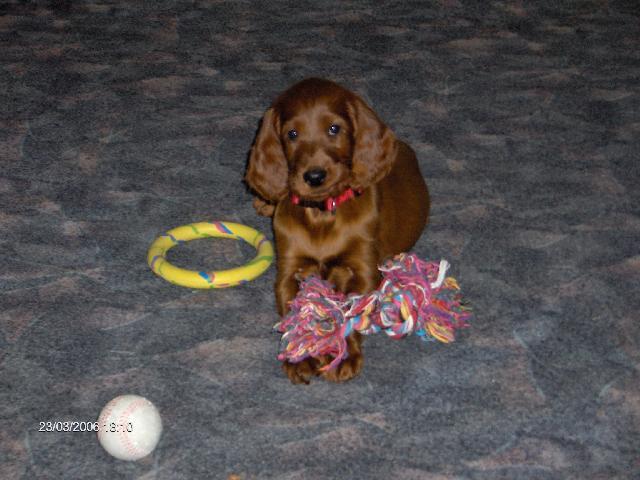 Fotky: Irsk� setr (foto, obrazky)