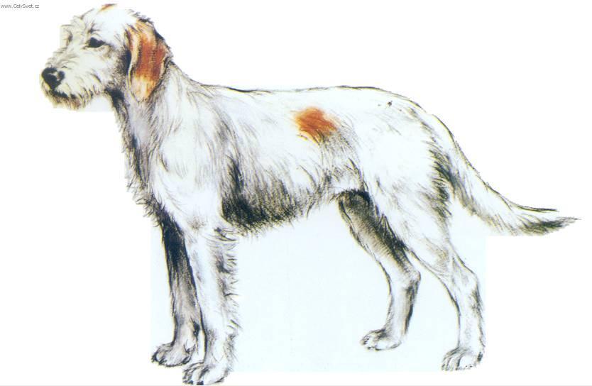 Fotky: Istrijsk� hrubosrst� honi� (foto, obrazky)