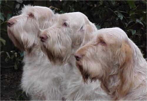 Fotky: Italsk� spinone (foto, obrazky)