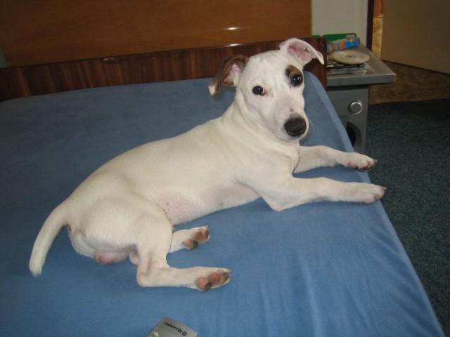 Fotky: Jack Russel�v Teri�r (foto, obrazky)