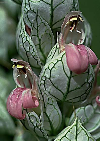 Fotky: Jakob�nie, just�cie, pr�venka (foto, obrazky)