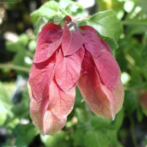 Fotky: Jakob�nie, just�cie, pr�venka (foto, obrazky)