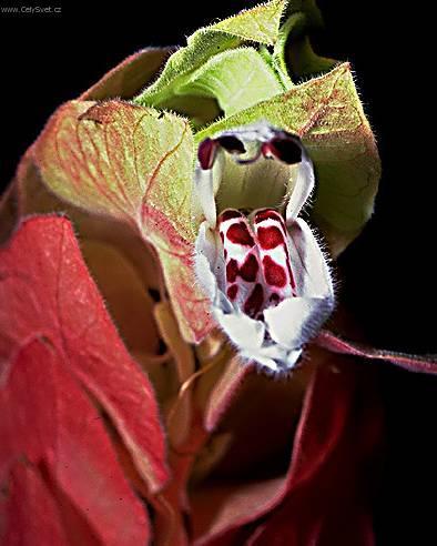 Fotky: Jakob�nie, just�cie, pr�venka (foto, obrazky)