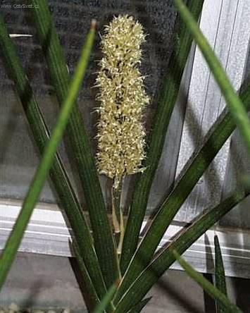 Fotky: Tch�nin jazyk, tenura (foto, obrazky)