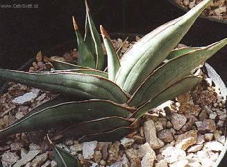 Foto: Tch�nin jazyk, tenura