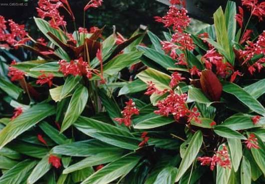 Fotky: Jelen� jazyk (foto, obrazky)