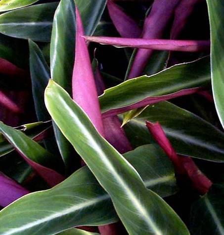 Foto: Jelen� jazyk