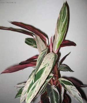 Foto: Jelen� jazyk