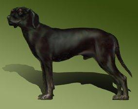 Fotky: Jugosl�vsk� planinsk� honi� (foto, obrazky)