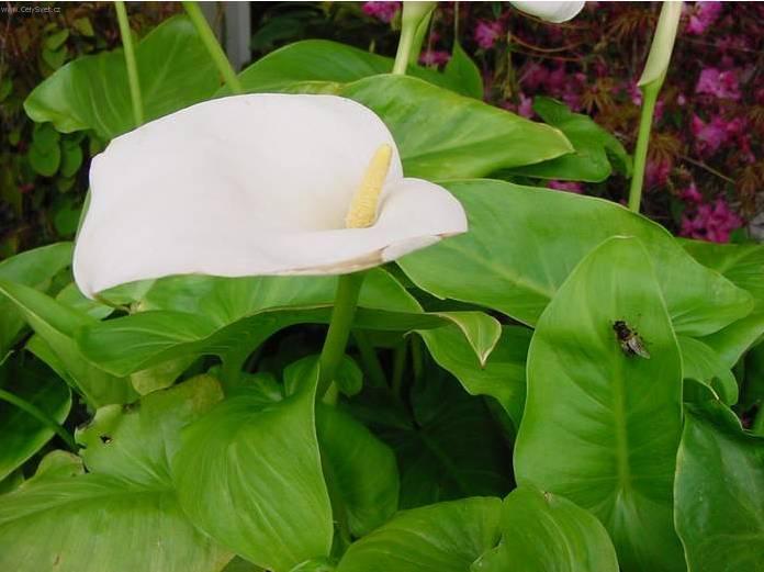 Foto: Kala, kornoutice