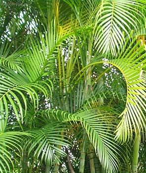 Fotky: Chrysalidokarpus na�loutl� (foto, obrazky)