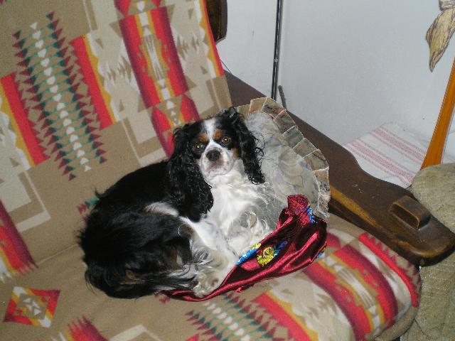 Fotky: Kaval�r King Charles �pan�l (foto, obrazky)