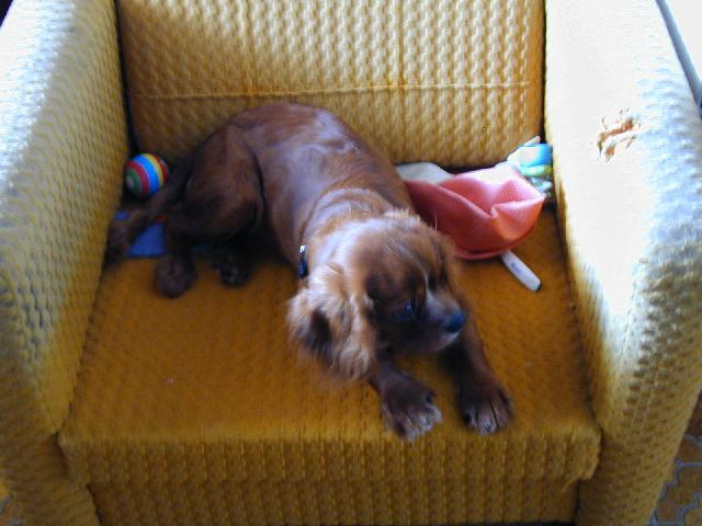 Fotky: Kaval�r King Charles �pan�l (foto, obrazky)