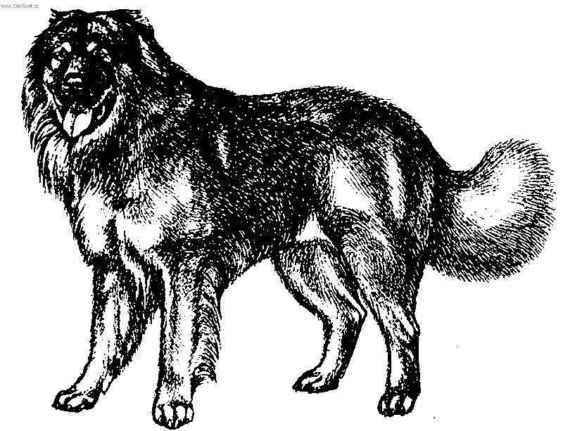 Fotky: Kavkazsk� pasteveck� pes (foto, obrazky)