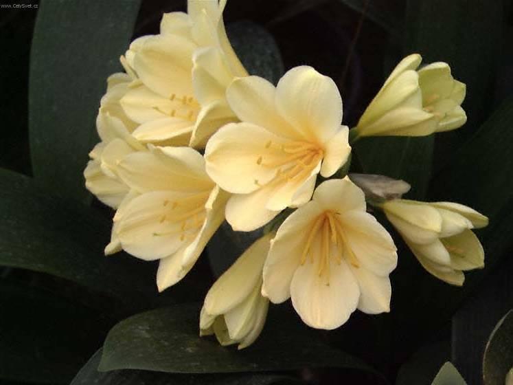 Fotky: Kl�vie, �emenatka (foto, obrazky)