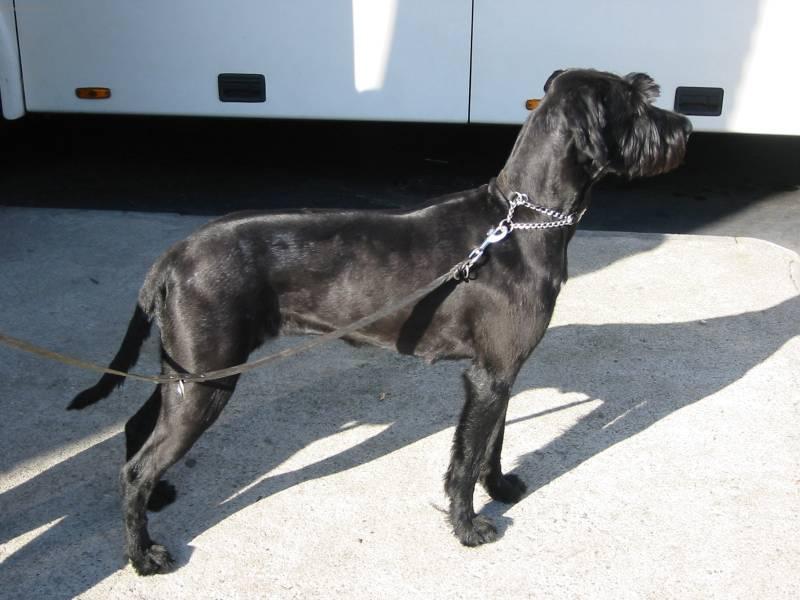 Fotky: Kn�ra� velk� (foto, obrazky)