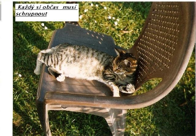 Fotky: Ko�ka dom�c� (foto, obrazky)