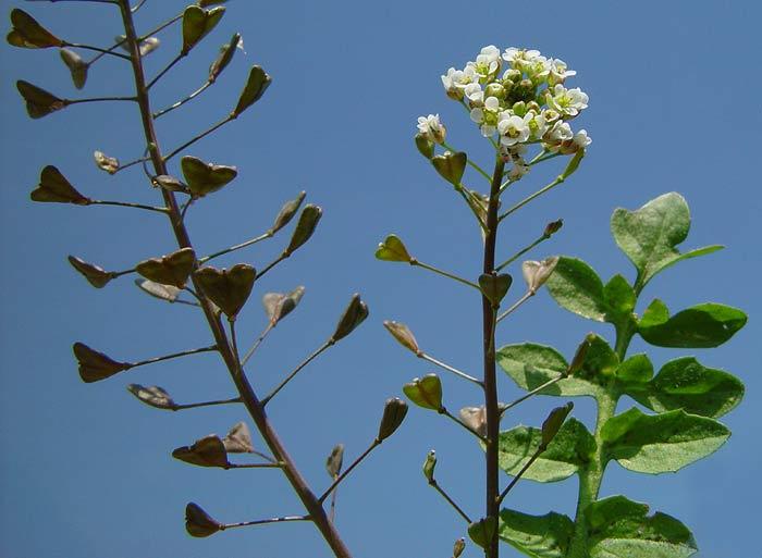 Foto: Koko�ka Pastu�� Tobolka