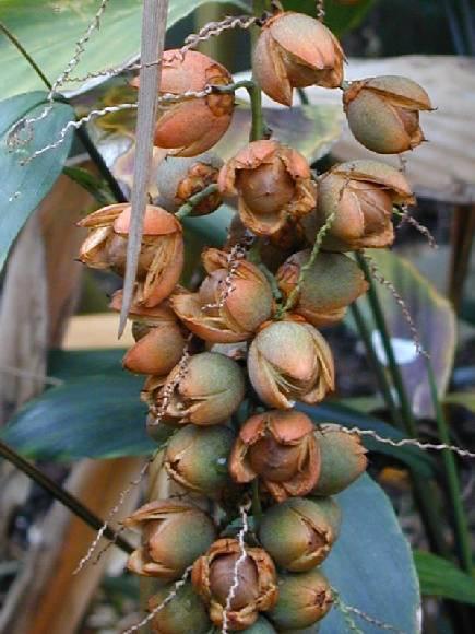 Foto: Kokosovec Weddel�v