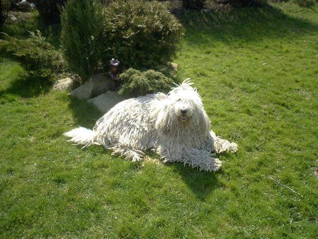 Foto: Komondor-Komondor. Majitel: kralovstvi.canny@seznam.cz