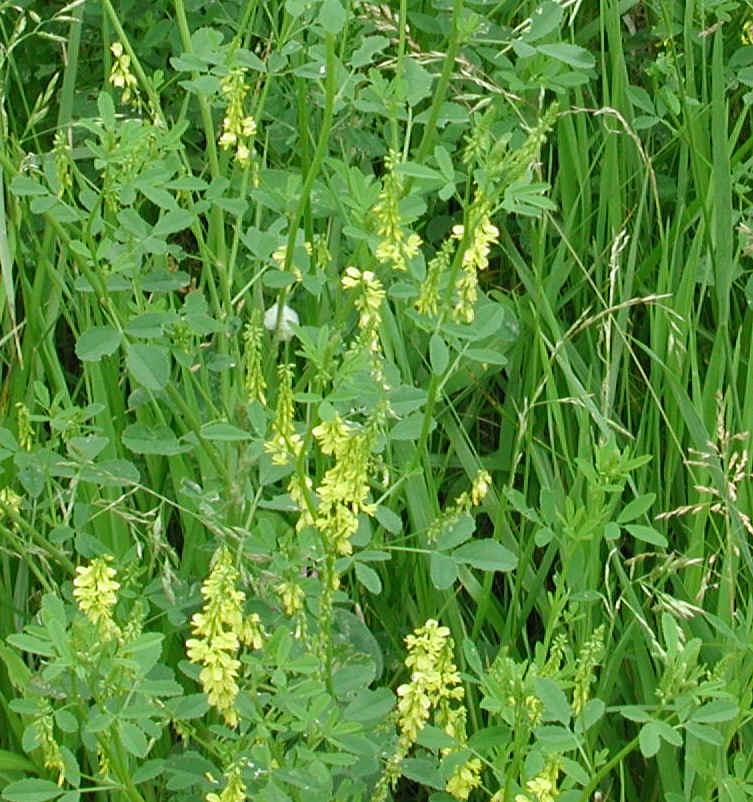 Fotky: Komonice L�ka�sk� (foto, obrazky)