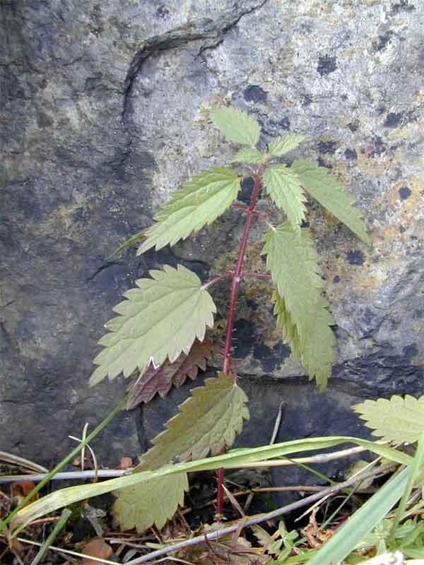 Fotky: Kop�iva Dvoudom� (foto, obrazky)