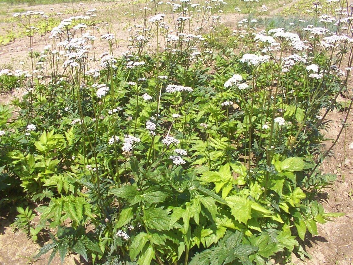 Foto: Kozl�k L�ka�sk�