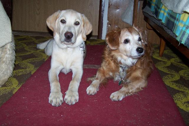 Fotky: Labradorsk� retr�vr (foto, obrazky)