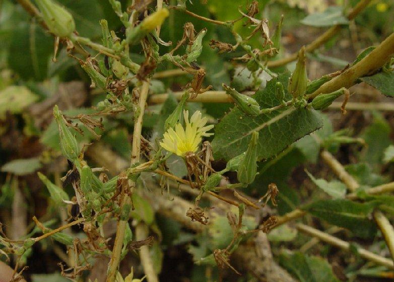 Foto: Locika Jedovat�