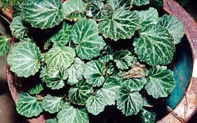Foto: Lomik�men v�b�kat�