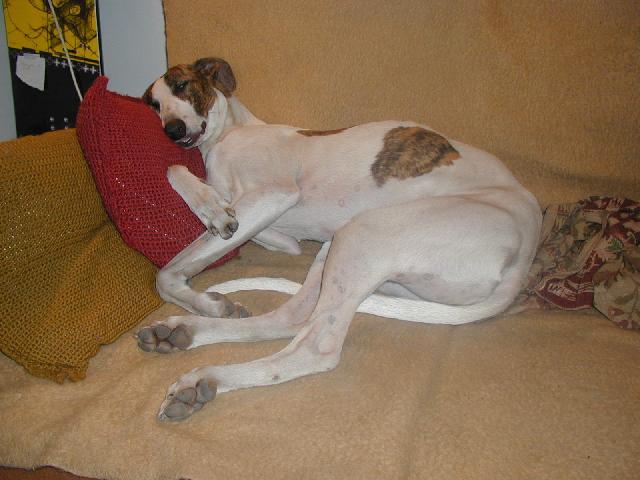 Fotky: Ma�arsk� chrt (foto, obrazky)