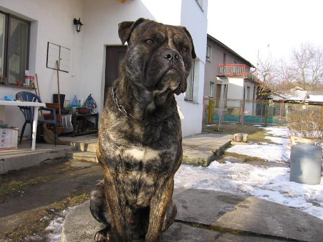 Fotky: Malorsk� doga (foto, obrazky)
