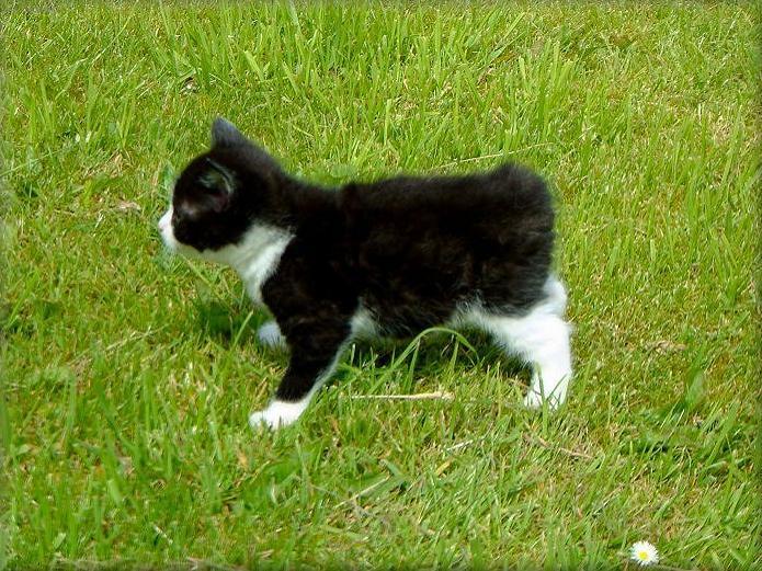 Fotky: Mansk� ko�ka (foto, obrazky)